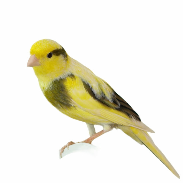 Yellow Canary Birds