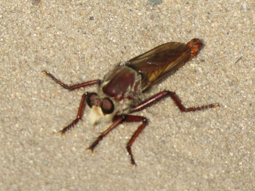 robber fly