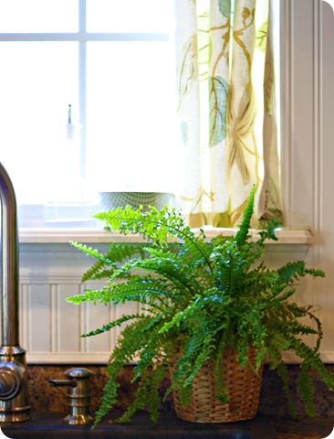fern in kitchen