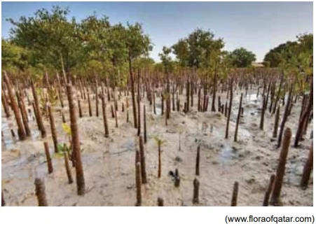 Analise a imagem de raízes do tipo pneumatóforos encontradas em plantas do gênero Avicennia sp