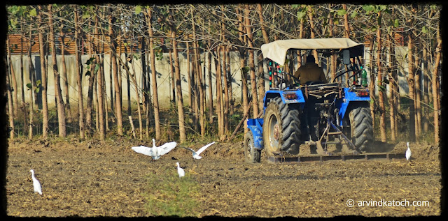 Cattle Egret, Plowing,