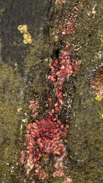 Unidentified Myxomycete.  Hayes Common, 13 November 2016.