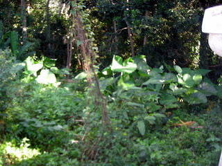 Elephant ears malanga, La Ceiba, Honduras