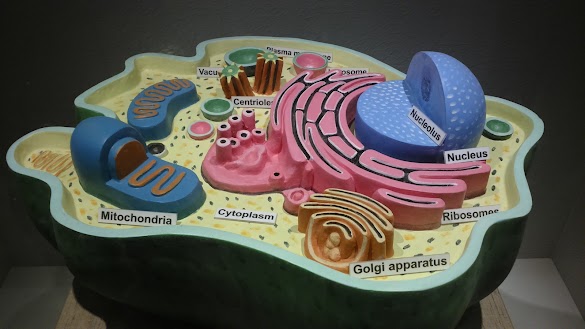 Pengertian Sel (Artikel Lengkap Biologi)