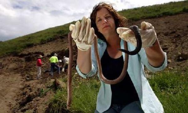 Real Monstrosities: Giant Gippsland Earthworm