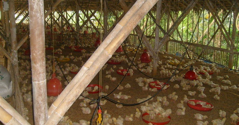 Faktor penyebab bau busuk pada kandang peternakan ayam 