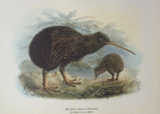 Kiwi art print by Sir Walter Lawry Buller