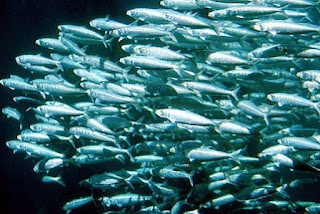 Kulit Ikan Dapat Dimanfaatkan Untuk Perangkat Optik Pintar Pelajaran Kulit Ikan Dapat Dimanfaatkan Untuk Perangkat Optik