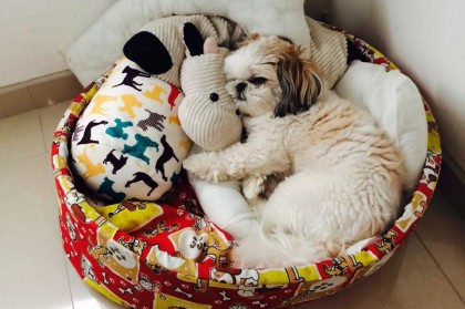 CAMA PARA CACHORRO