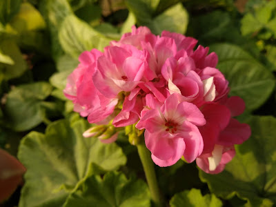 geranium flower