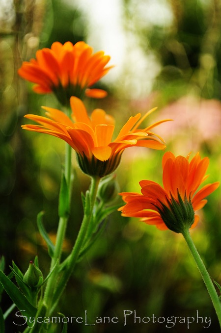 Calendula