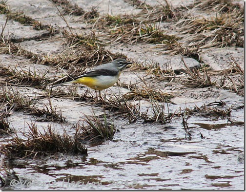 85-grey-wagtail