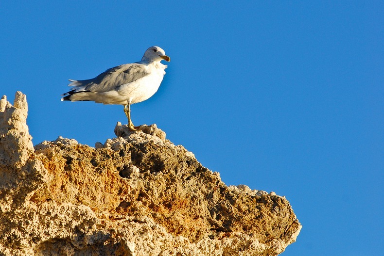mono-lake-10