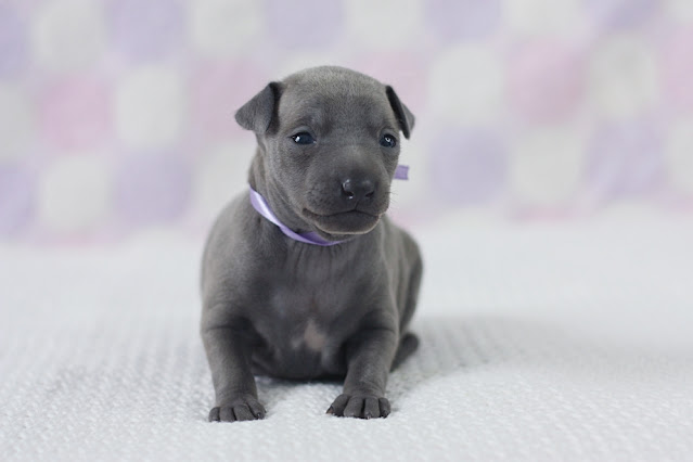 Italian Greyhound puppies