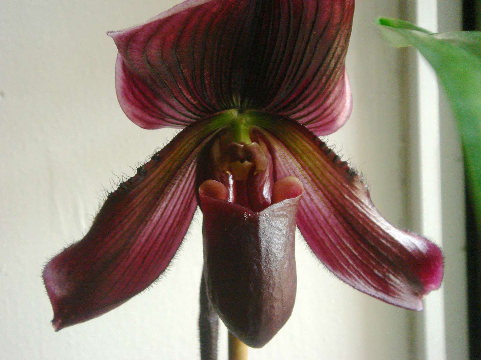 Source URL: http://kootation.com/phalaenopsis-gold-tris-desk-pot-july ...