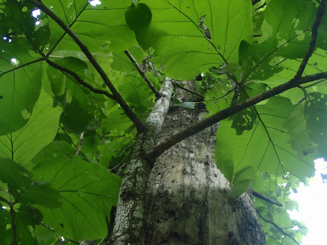 Tectona grandis