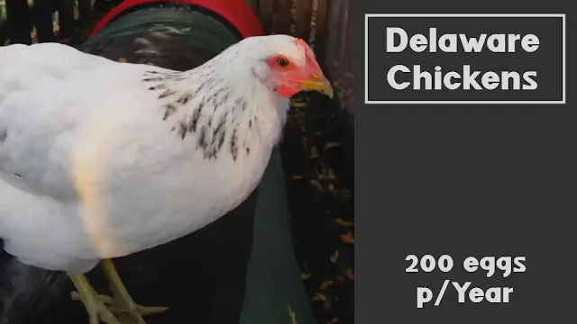 Delaware Chickens