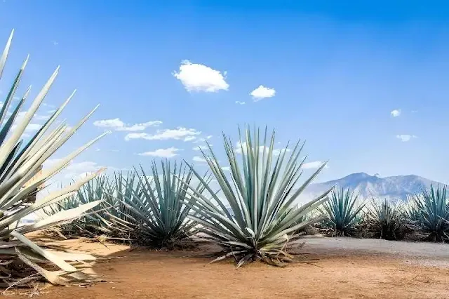 Hallazgo sorprendente en Arizona: plantas de agave domesticadas por civilizaciones precolombinas hace milenios, aún florecen en campos que son ventanas al pasado agrícola ancestral, arrojando luz sobre técnicas de cultivo olvidadas y señalando un camino hacia la resiliencia ante los desafíos del cambio climático y la conservación de la biodiversidad.