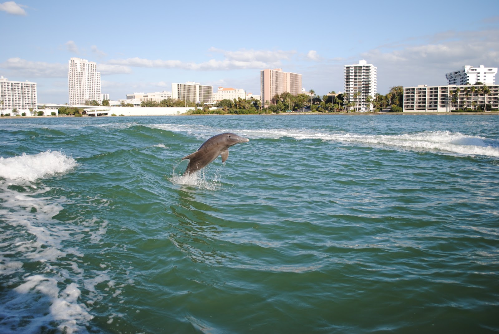 ... Toot is a small dolphin sightseeing boat tour in Clearwater, Florida
