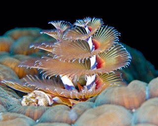 The Most Beautiful And Colorful wallpaper Sea Creatures Life 