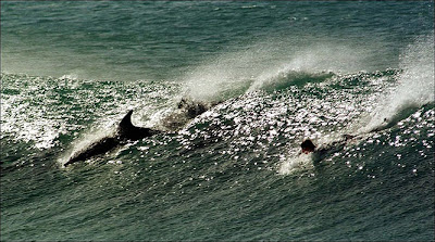 Jeffrey's Bay Dolphins