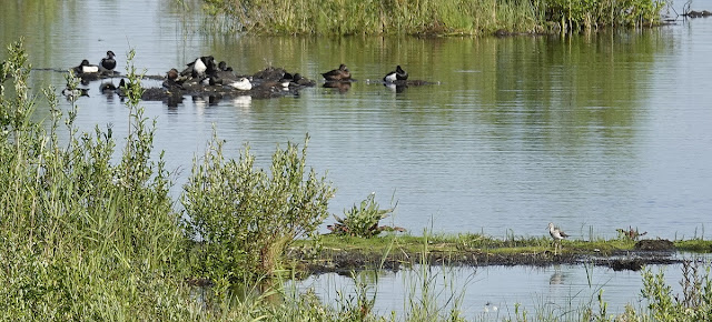 Otanmäen altaan lintuja