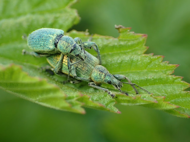 Phyllobius pomaceus