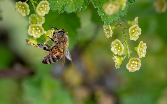 মৌ নৃত্য কী (What  is bee dance)?bee dance,polynation,bee,