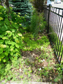 Front Garden Makeover Before in the Beach by Paul Jung Gardening Services--a Toronto Gardening Company