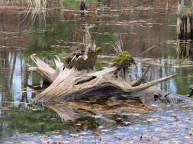driftwood with moss in the water