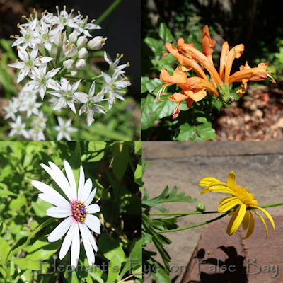 Garlic chives, Tecomaria white and yellow daisies