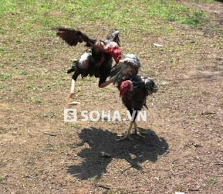 Adu ayam vietnam tradisional dan info perjudian di Vietnam