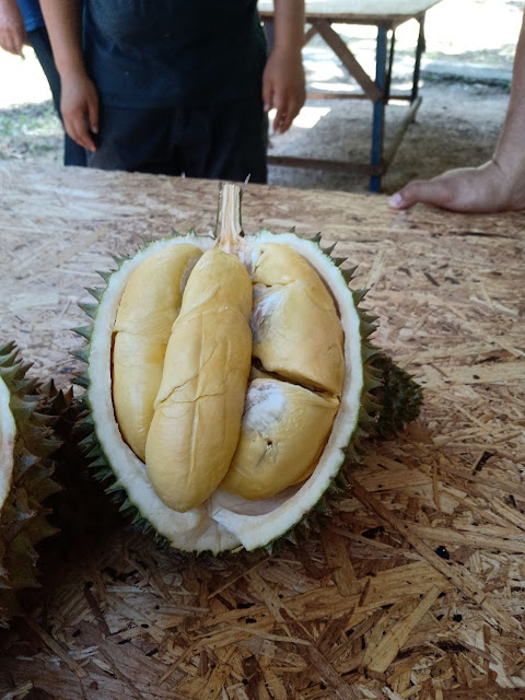 Experience with Tourism Malaysia Trips - Durian Package (6 May 2019 til 6 August 2019)