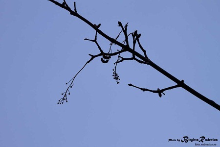 sky_20111117_siluett1