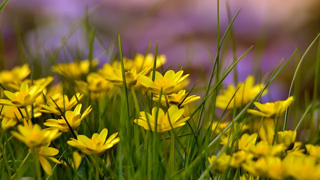 Yellow Flowers Field Background HD Wallpaper