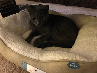 Zoë in her new bed