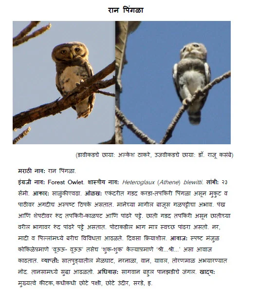 forest owl ran pingala ghubad bird information in marathi