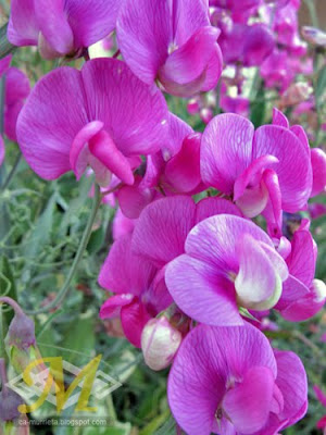 Sweet Pea Flower