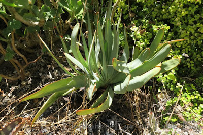 Kumara disticha fan aloe planted in 2015