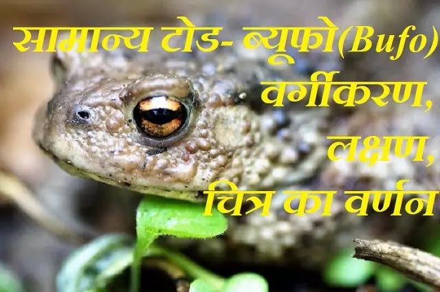 सामान्य टोड-ब्यूफो (Bufo) : वर्गीकरण, लक्षण, चित्र का वर्णन|hindi