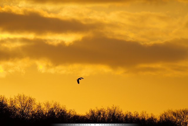 Purperreiger bij zonsopkomst