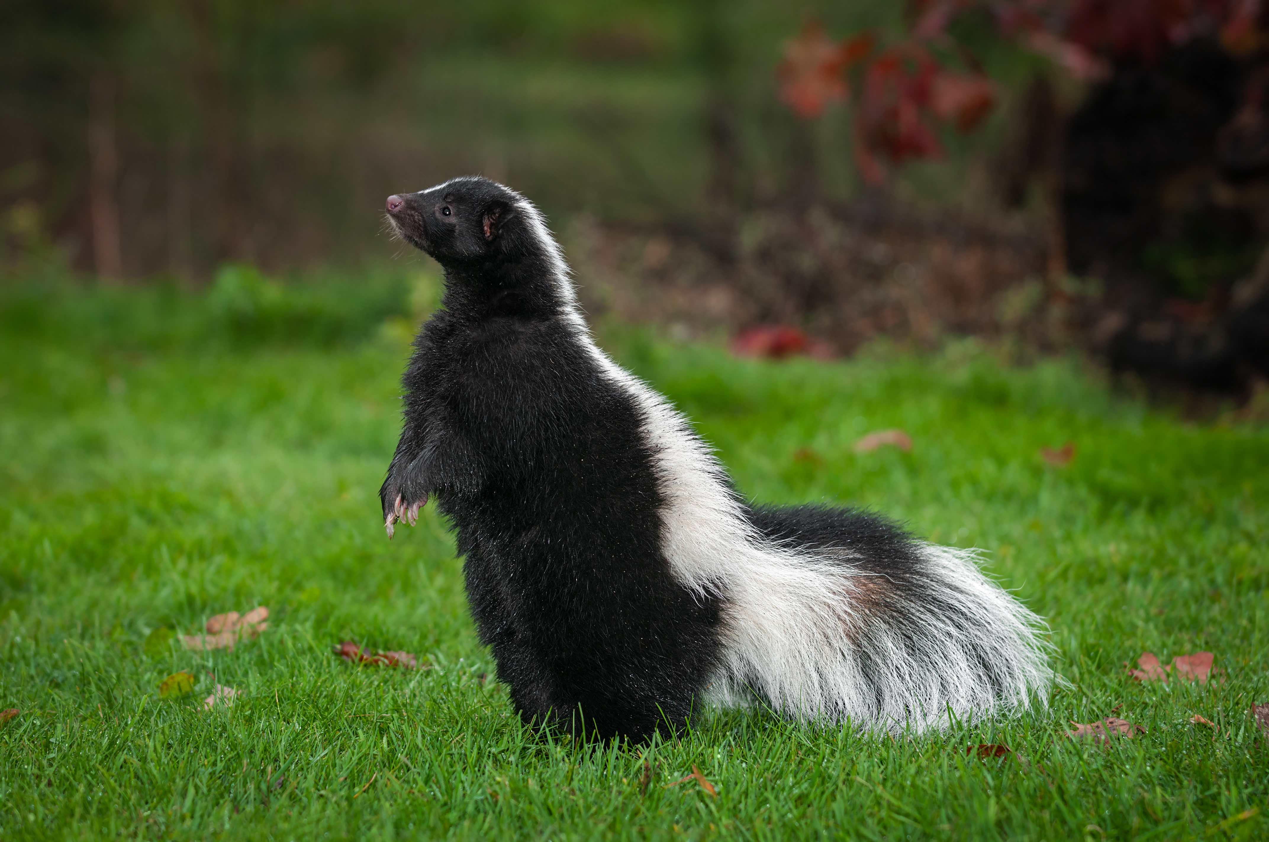 Wild Skunk