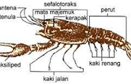 22+ Lima Alat Gerak Avertebrata, Motif Masa Kini!