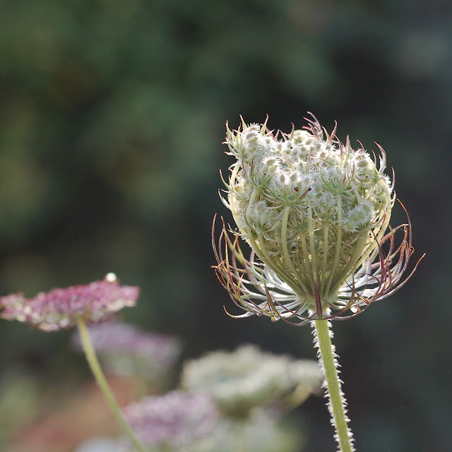 Daucus carota'Dara'