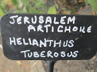  Helianthus tuberosus   sign