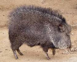 Chacoan Peccary