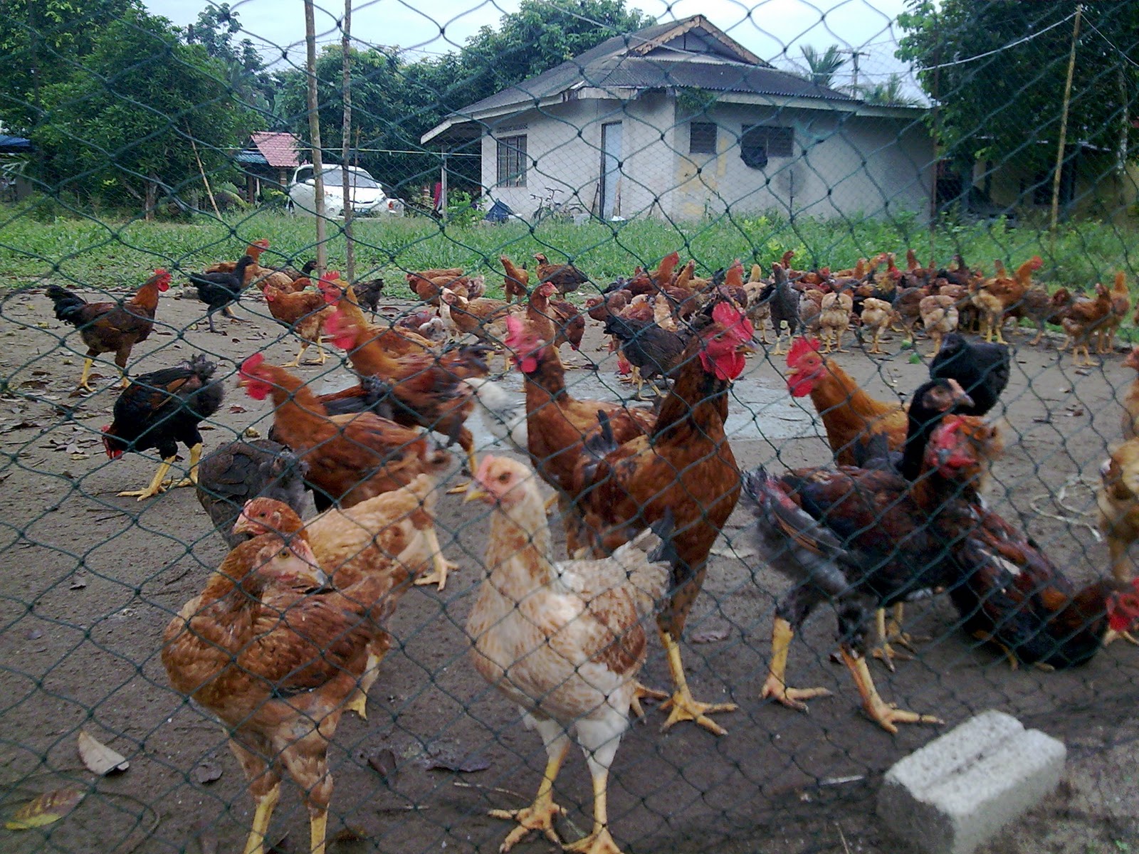 AYAM KAMPUNG KAMI: Hasil Ternakan Musim Ke2