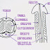 Anatomía sexual masculina (I)