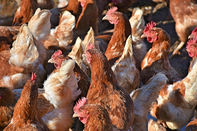 ayam petelur, Hewan yang gampang dibesarkan di sekitar rumah