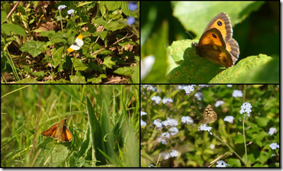 Butterflies at Cleaver Heath